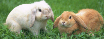 属兔的幸运色是什么颜色 2023本命年属兔是什么命